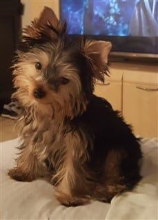 Best shampoo clearance for yorkshire terrier